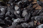 Rock pigeon | Kererū aropari. Compact feeding flock. Wellington, September 2009. Image © Peter Reese by Peter Reese.