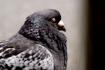 Rock pigeon | Kererū aropari. Adult resting in sun. Wellington, January 2007. Image © Peter Reese by Peter Reese.