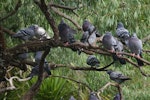 Rock pigeon | Kererū aropari. Flock roosting in tree. Auckland Domain. Image © Noel Knight by Noel Knight.