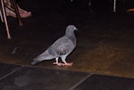 Rock pigeon | Kererū aropari. Adult walking into cafe. Wellington, January 2007. Image © Peter Reese by Peter Reese.