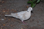 Barbary dove. Adult. Northland, December 2007. Image © Peter Reese by Peter Reese.