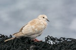 Barbary dove. Adult seen on fishing vessel. Off west coast of North Island, March 2015. Image © Leon Berard by Leon Berard.