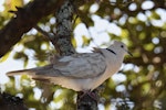 Barbary dove. Adult. Howick Beach, Auckland, April 2018. Image © Marie-Louise Myburgh by Marie-Louise Myburgh.