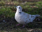 Barbary dove. Adult. Howick Beach, Auckland, May 2012. Image © Marie-Louise Myburgh by Marie-Louise Myburgh.