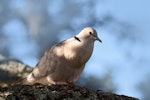 Barbary dove. Adult. Howick Beach, Auckland, April 2018. Image © Marie-Louise Myburgh by Marie-Louise Myburgh.