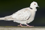 Barbary dove. Adult. Ambury Regional Park, June 2013. Image © Bruce Buckman by Bruce Buckman.