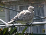 Barbary dove. Perching adult showing ruffled feathers. North Shore, Auckland, August 2012. Image © Josie Galbraith by Josie Galbraith.