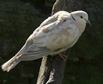 Barbary dove. Adult in captivity. Wanganui, June 2011. Image © Ormond Torr by Ormond Torr.