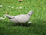 Barbary dove. Adult on ground. Waitangi, September 2012. Image © Thomas Musson by Thomas Musson.