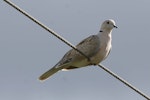 Barbary dove. Adult perching on power line. Hastings, November 2008. Image © Duncan Watson by Duncan Watson.