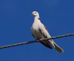 Barbary dove. Front view pf adult on power line showing lowered wings. Canterbury, October 2010. Image © Peter Reese by Peter Reese.