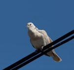 Barbary dove. Adult moulting. Melbourne, Victoria, Australia, November 2009. Image © Sonja Ross by Sonja Ross.