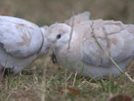 Barbary dove. Juvenile feeding with probable parent. Mangere Bridge, November 2015. Image © George Curzon-Hobson by George Curzon-Hobson.