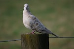 Barbary dove. Adult with head facing forward. Ayrlies Gardens, Whitford, January 1970. Image © Noel Knight by Noel Knight.