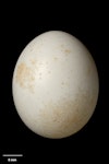 Barbary dove. Egg 29.2 x 23.4 mm (NMNZ OR.021255). January 1970. Image © Te Papa by Jean-Claude Stahl.