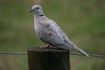 Barbary dove. Adult perched on fence post. Ayrlies Gardens, Whitford, January 1970. Image © Noel Knight by Noel Knight.