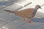 Spotted dove. Adult showing feather details on wing. Bali, August 2012. Image © Dick Porter by Dick Porter.