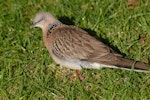 Spotted dove. Adult on ground. North Shore, Auckland, July 2009. Image © Peter Reese by Peter Reese.