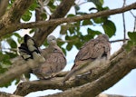 Spotted dove. A pair, high up in a tree. Omana Regional Park, Maraetai, Auckland, April 2015. Image © Marie-Louise Myburgh by Marie-Louise Myburgh.