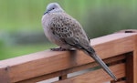 Spotted dove. Adult. Waihi, December 2016. Image © Tim Barnard by Tim Barnard.