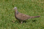 Spotted dove. Adult with nesting material. North Shore, Auckland, January 2009. Image © Peter Reese by Peter Reese.