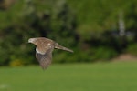 Spotted dove. Adult in flight. North Shore, Auckland, September 2011. Image © Peter Reese by Peter Reese.