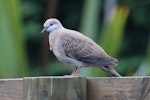 Spotted dove. Juvenile. Kaukapakapa, North Auckland, March 2016. Image © Geoff de Lisle by Geoff de Lisle.