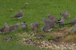 Spotted dove. Flock feeding on grain with house sparrows. North Shore, Auckland, July 2009. Image © Peter Reese by Peter Reese.