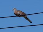 Spotted dove. Adult perched on power line. North Shore, Auckland, December 2007. Image © Peter Reese by Peter Reese.