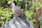 Spotted dove. Perching adult in captivity. Staglands, Akatarawa Road, February 2011. Image © Duncan Watson by Duncan Watson.