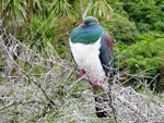 Kererū | New Zealand pigeon. Adult resting on perch. Kapiti Island, March 2007. Image © Ian Armitage by Ian Armitage.