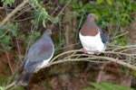 Kererū | New Zealand pigeon. Adult pair. Maud Island, September 2008. Image © Peter Reese by Peter Reese.