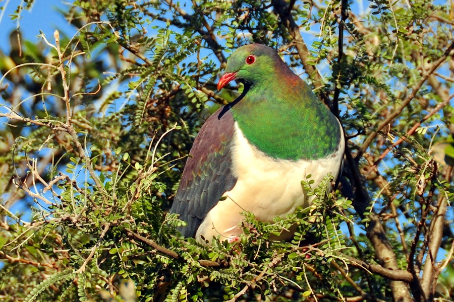 Kererū | New Zealand pigeon. Adult. Tawharanui Regional Park, July 2009. Image © Cheryl Marriner by Cheryl Marriner.