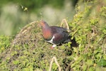 Kererū | New Zealand pigeon. Adult. Mid-north, July 2012. Image © Jenny Atkins by Jenny Atkins.