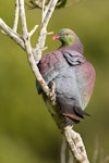 Kererū | New Zealand pigeon. Adult, dorsal view. Wellington, September 2015. Image © Arindam Bhattacharya by Arindam Bhattacharya.