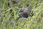 Kererū | New Zealand pigeon. Adult in willow tree. South Auckland, September 2014. Image © Marie-Louise Myburgh by Marie-Louise Myburgh.