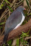 Kererū | New Zealand pigeon. Adult. Maud Island, September 2008. Image © Peter Reese by Peter Reese.