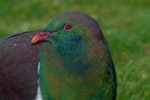 Kererū | New Zealand pigeon. Close view of head. Kapiti Island, July 2010. Image © Peter Reese by Peter Reese.