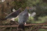 Kererū | New Zealand pigeon. Perching adult showing back. Little Barrier Island, March 2010. Image © Art Polkanov by Art Polkanov.