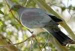 Kererū | New Zealand pigeon. Perched adult. Wanganui, September 2012. Image © Ormond Torr by Ormond Torr.