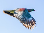 Kererū | New Zealand pigeon. Adult flying. Tiritiri Matangi Island, January 2013. Image © Martin Sanders by Martin Sanders.