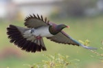 Kererū | New Zealand pigeon. Adult in flight. Tasman, August 2019. Image © Rob Lynch by Rob Lynch.