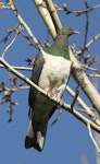 Kererū | New Zealand pigeon. Adult. Wanganui, September 2012. Image © Ormond Torr by Ormond Torr.