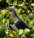 Kererū | New Zealand pigeon. Adult feeding on kawakawa fruit. Maud Island, January 2014. Image © David Rintoul by David Rintoul.