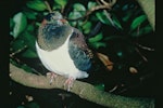 Kererū | New Zealand pigeon. Juvenile perched on branch. Levin, January 1998. Image © Department of Conservation (image ref: 10041480) by David Mudge, Department of Conservation.