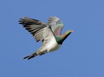 Kererū | New Zealand pigeon. Adult in flight. Fox Glacier lookout, March 2023. Image © Glenn Pure by Glenn Pure.