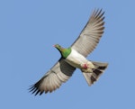 Kererū | New Zealand pigeon. Adult in flight. Fox Glacier lookout, March 2023. Image © Glenn Pure by Glenn Pure.