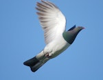 Kererū | New Zealand pigeon. Adult in flight showing underwing. Wanganui, November 2005. Image © Ormond Torr by Ormond Torr.