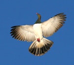 Kererū | New Zealand pigeon. Display flight. Wanganui, January 2008. Image © Ormond Torr by Ormond Torr.