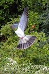 Kererū | New Zealand pigeon. Adult. Karori Sanctuary / Zealandia, August 2013. Image © David Brooks by David Brooks.